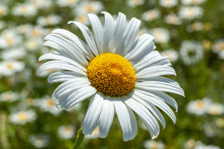 white daisy close-up against the background of a chamomile field, used as a background or textureの写真素材