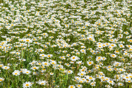 lots of white daisies in the field, use as background or textureの写真素材
