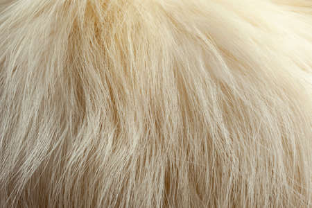 Milky white fur close-up, used as a background or texture. Soft focus