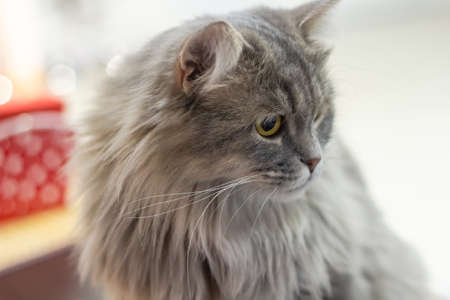 grey fluffy cat with green eyes close up