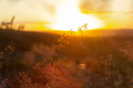 grass in the background of the setting sun, a bright sunsetの写真素材