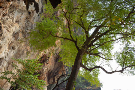 Tropical green tree under yellow rock, Thailand, West Railayの写真素材