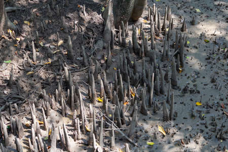 the sharp roots of the mangrove tree stick out of the ground
