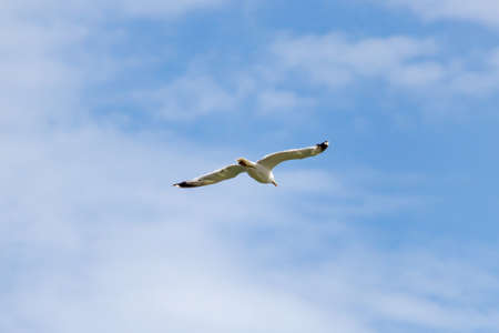 white seagull against the cloud blue sky, use as a background or textureの写真素材
