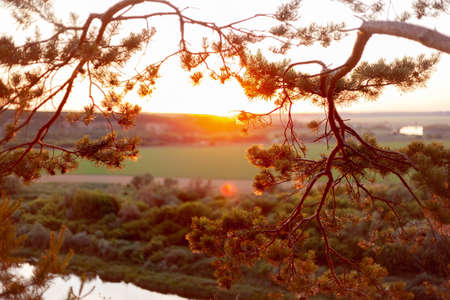 sunset through pine branches, in the background the river and the green fieldの写真素材