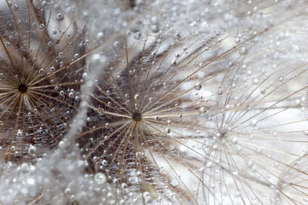 large dandelion in water droplets close-up, macro
