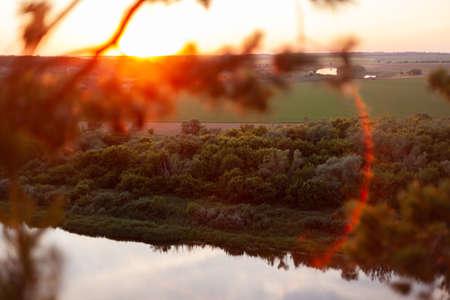 sunset through pine branches, in the background the river and the green field