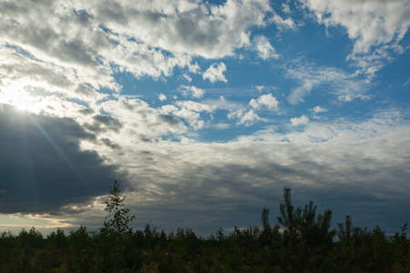 blue sky with white clouds and sun over young birch trees and pines with blurry background, used as...