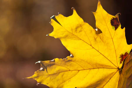 yellow maple autumn sheet close-up against the background of the autumn forest