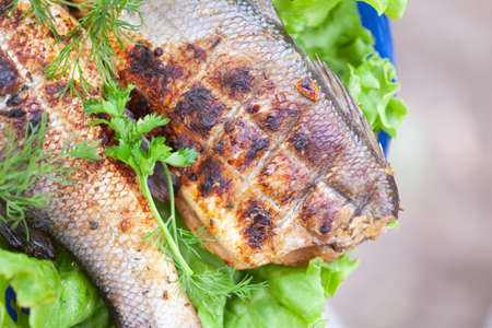 Fried sea bass on grill with lettuce, parsley and dill close-up