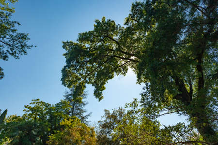 crown of a large green tree against the blue sky