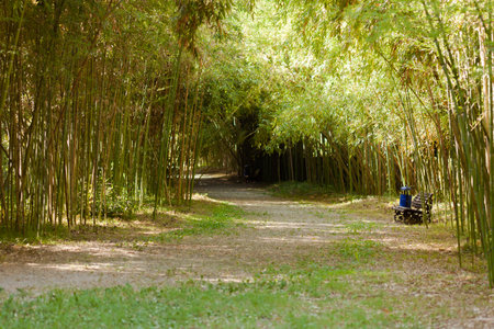 The path going into the distance of the bamboo grove, along the path there are benchesの写真素材