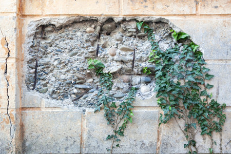 destroyed part of the wall with green plants with blurry background, used as a background or texture, soft focusの写真素材