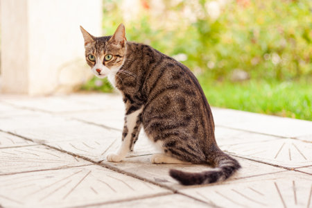 The grey cat sits on the tile and looks back in the background of the green vegetationの写真素材