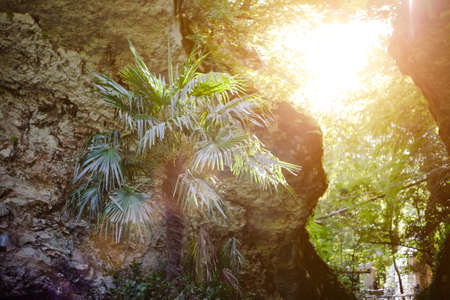 A green palm tree against a brown cliff, on the right frame shines the sun with blurry background, used as a background or texture, soft focusの写真素材