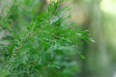 Green juniper close-up with blurry background, used as a background or texture, soft focus