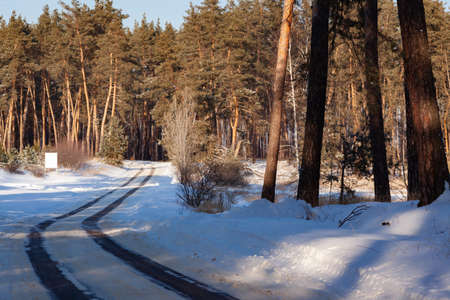 winter forest road through pine forest, copy spaceの写真素材