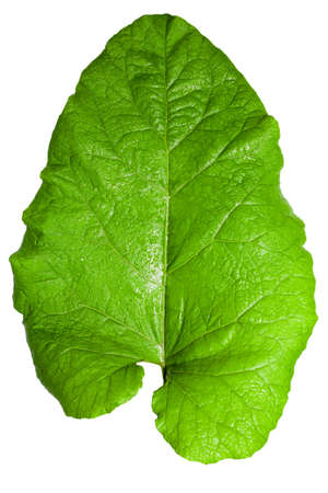 large burdock leaf on white background. Use as textureの写真素材