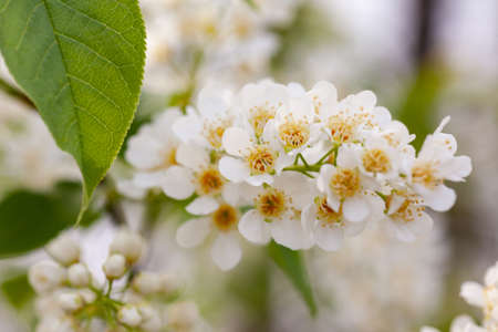 branches of blooming bird cherry, used as a background or textureの写真素材