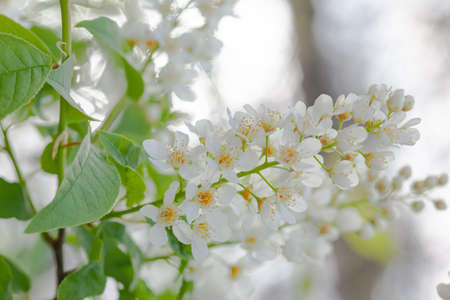 blooming bird cherry close-up, used as a background or texture