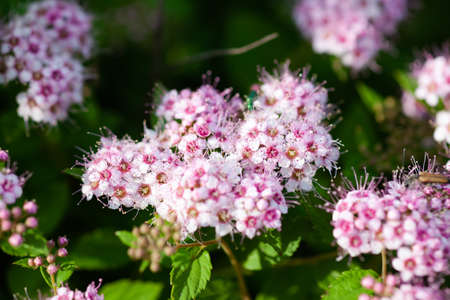 japonica Genpei close-up, use as background or texture