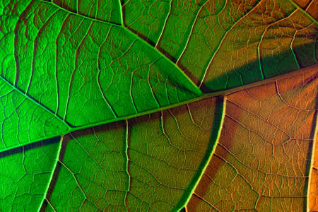 leaf green plant close-up, used as a background or textureの写真素材