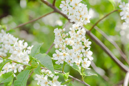 Lots of branches with flowering stalks, used as background or texture