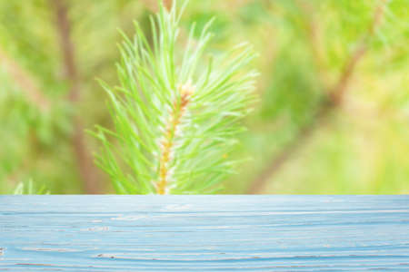 blue wood table top on blur pine branches backgroundの写真素材