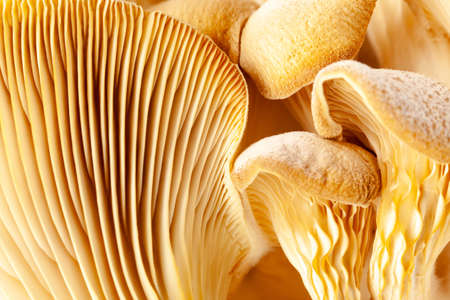 Mushrooms pattern for design. Oyster mushrooms. Healthy eating Eco food Vegetarian. Background