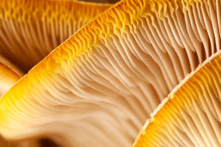 Mushrooms pattern for design. Oyster mushrooms. Healthy eating Eco food Vegetarian. Background. Soft focusの写真素材