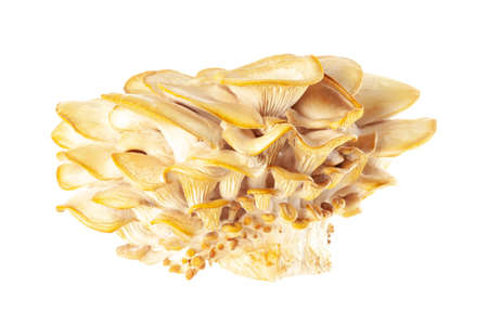 oyster mushroom close up isolated on white background