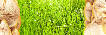 banner for website or recipe, menu with oyster mushrooms and green grass, conceptの写真素材