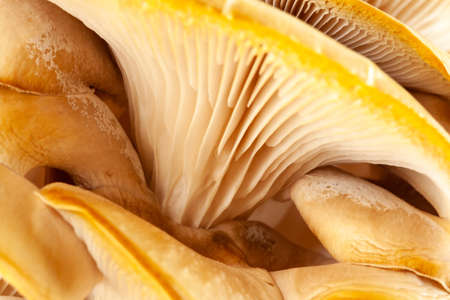 Mushrooms pattern for design. Oyster mushrooms. Healthy eating Eco food Vegetarian. Backgroundの写真素材