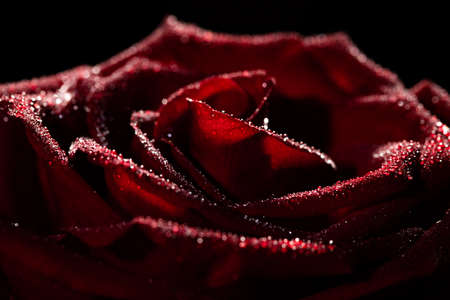 Blooming red rose bud in water drops on a black backgroundの写真素材