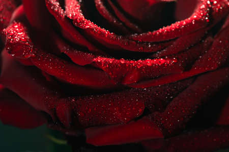 Blooming red rose bud in water drops close-up on a black backgroundの写真素材