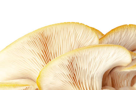 oyster mushroom close up isolated on white backgroundの写真素材