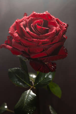 Blooming red rose bud in water drops on a black backgroundの写真素材