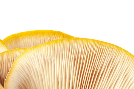 oyster mushroom close up isolated on white backgroundの写真素材