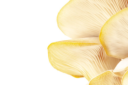 oyster mushroom close up isolated on white backgroundの写真素材