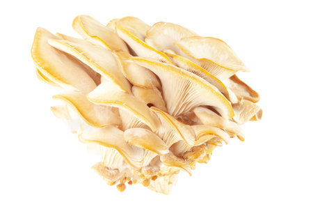 oyster mushroom close up isolated on white backgroundの写真素材