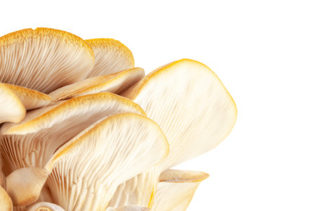 oyster mushroom close up isolated on white backgroundの写真素材