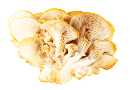oyster mushroom close up isolated on white backgroundの写真素材