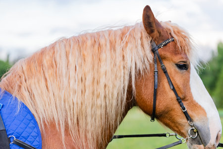 horse head close-up against the background of green grass and treesの写真素材