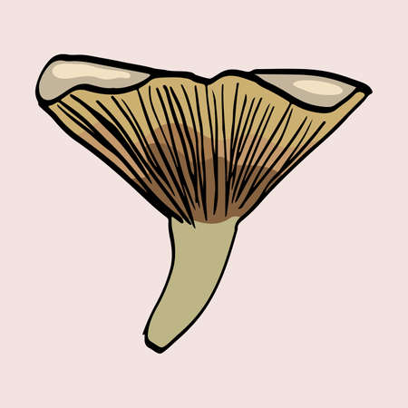 Isolated mushroom image, colored silhouette, black outlineの写真素材