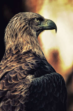 eagleの写真素材