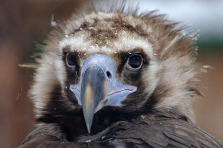 eagle head close up