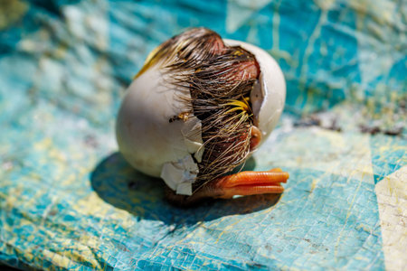 Close-up of a baby duckling hatching from an egg on the ground, new life birth in nature.