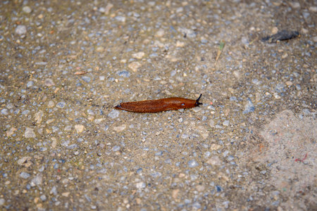 Brown slug crawling on the ground. Shallow depth of field.