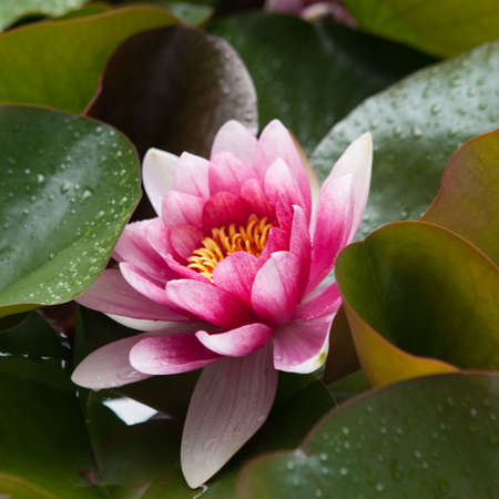 Bodhisattvaの写真素材