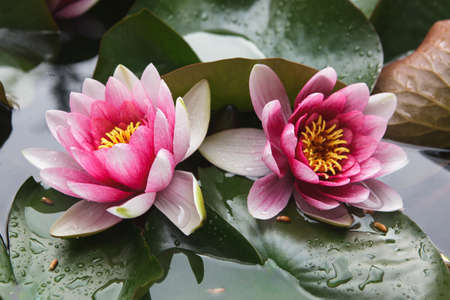 Bodhisattvaの写真素材